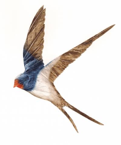 Swallow II