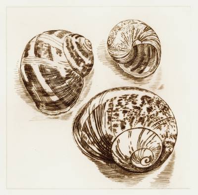 Snail shells