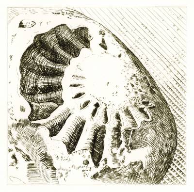 Ammonite