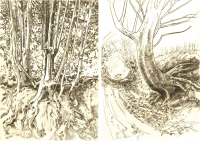 Holly and Sycamore, new drypoint prints.