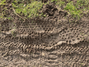Tracks and Traces